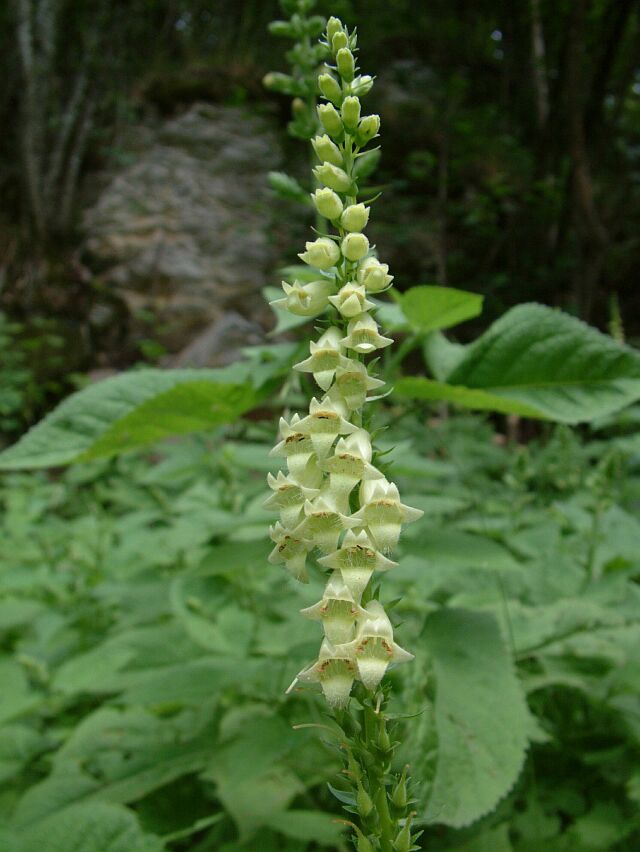 Clinopodium vulgare & Digitalis lutea